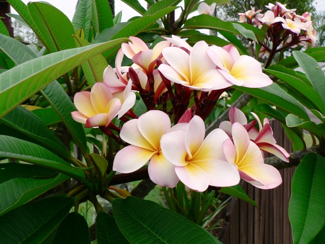 Frangipani close-up