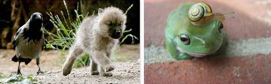 Animal friends Animal friends