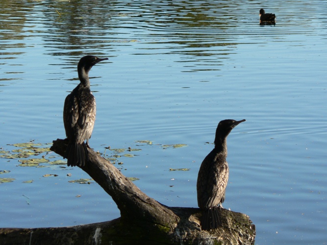 Young cormorants