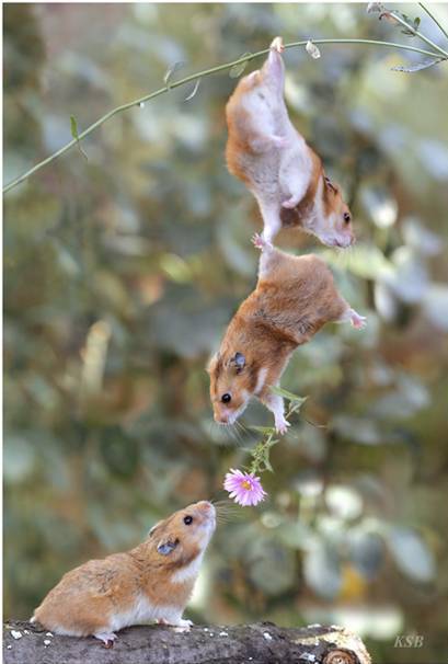 Loving rodents Loving rodents