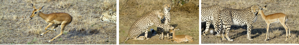 Cheetahs and gazelle Cheetahs and gazelle