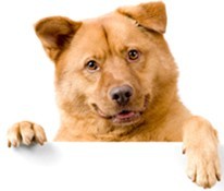 Dog named Jack Dog named Jack