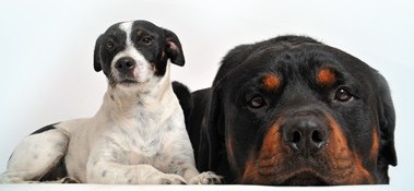 Dogs Max and Danny Dogs Max and Danny